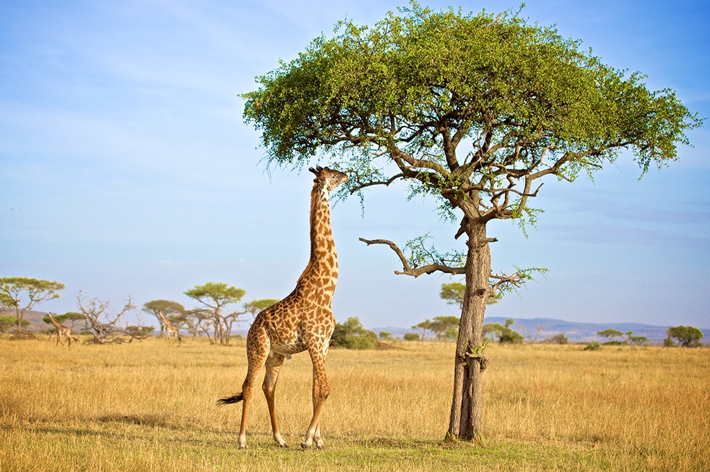 Une girafe mangeant les feuilles d'un acacia au parc national de Tarangire, en Tanzanie