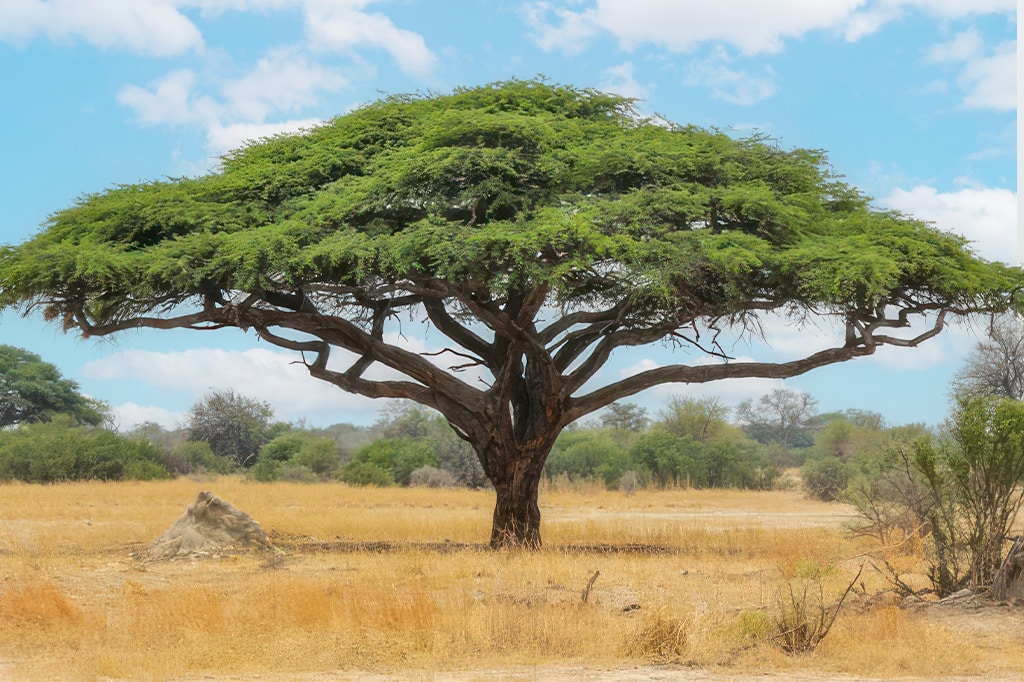 Acacia au parc national de Tarangire, Tanzanie