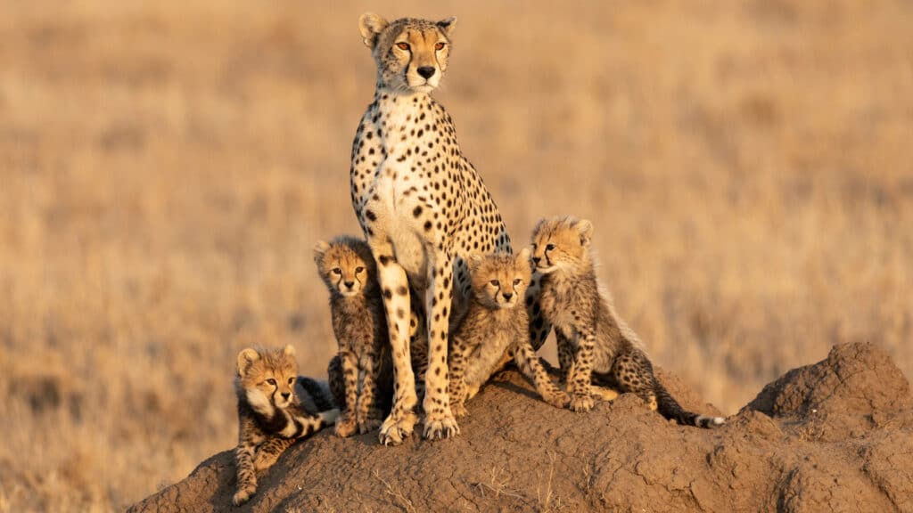 Female cheetah and her four tiny cubs sitting on a large termite mound at serengeti national park