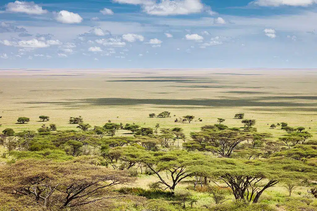 Aerial View Plains Serengeti National Park Tanzania.jpg Aerial View Plains Serengeti National Park Tanzania.jpg