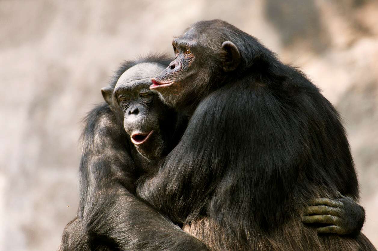 Tanzania - amazing chimpanzee facts - five chimpanzee facts that will blow your mind