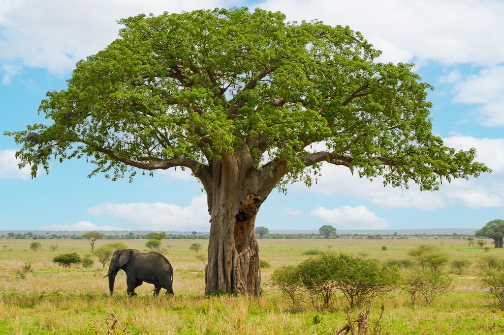 Un éléphant sous un baobab aux feuilles vertes au parc national de Tarangire, en Tanzanie