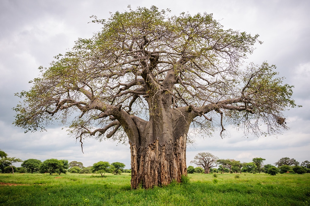 Un vieux et immense baobab au parc national de Tarangire, en Tanzanie