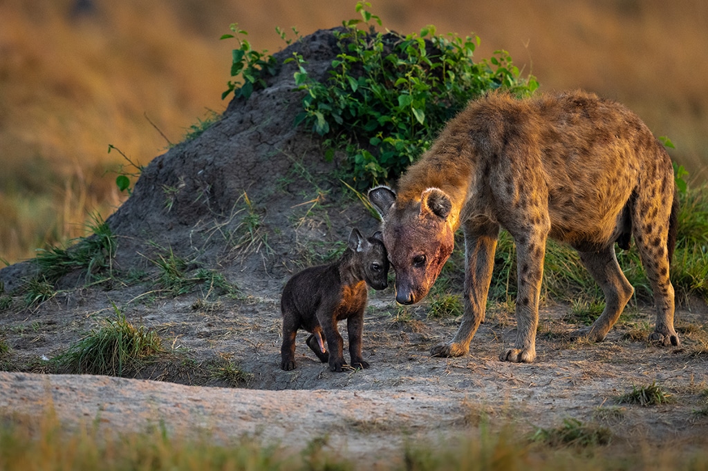 What animals will I see on safari in Tanzania?