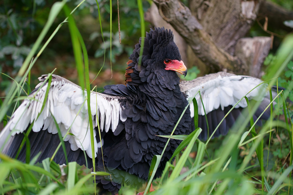Bateleur Eagle Flapping Wings Grass 1 Bateleur Eagle flapping wings in grass