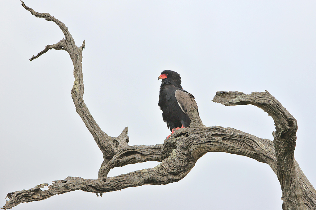 Bateleur Sitting Perch Tanzania 1 Bateleur eagle sitting on a perch