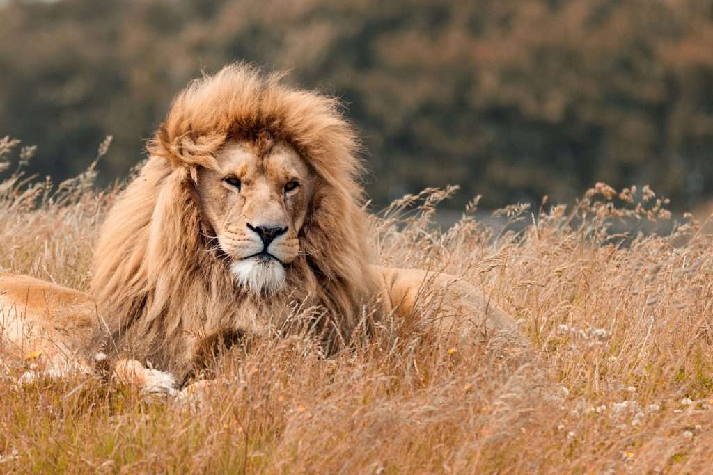 Tanzania - big male lion laying down 1 1024x683 1 - what are the big 5?