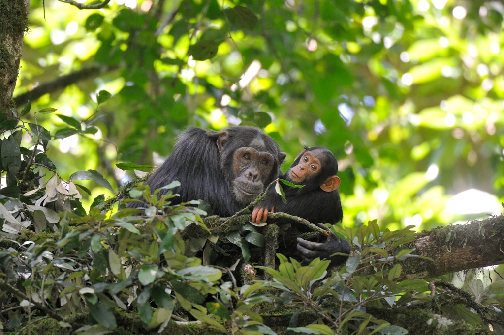 ンガンバ島の木に座るシャンパンジー