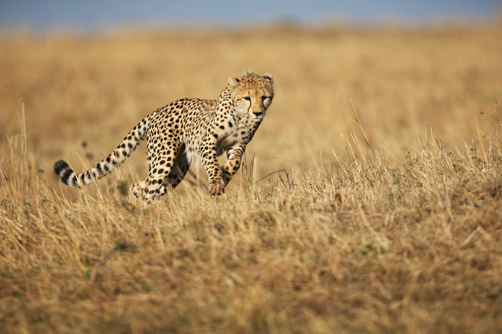 Guépard courant Savannah Maasai Mara Kenya 1 Guépard courant dans la savane du Masaï Mara