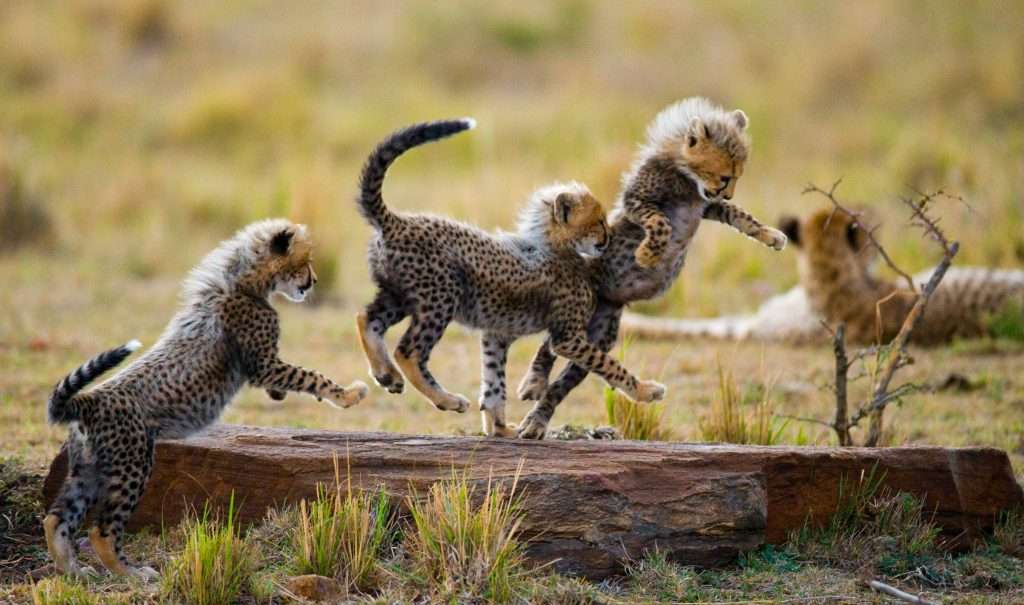 Tanzania - gepardungar som leker 1024x605 1 - 7 tips för att ta fantastiska bilder på en safari
