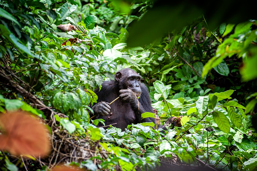 Chimpanzee eating at mahale mountains national park