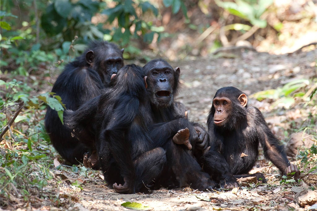 A group of chimpanzees sits together on a forest path, surrounded by lush greenery. One chimpanzee is vocalizing, while others gather closely, displaying social interaction in their natural habitat. - Easy Travel Tanzania