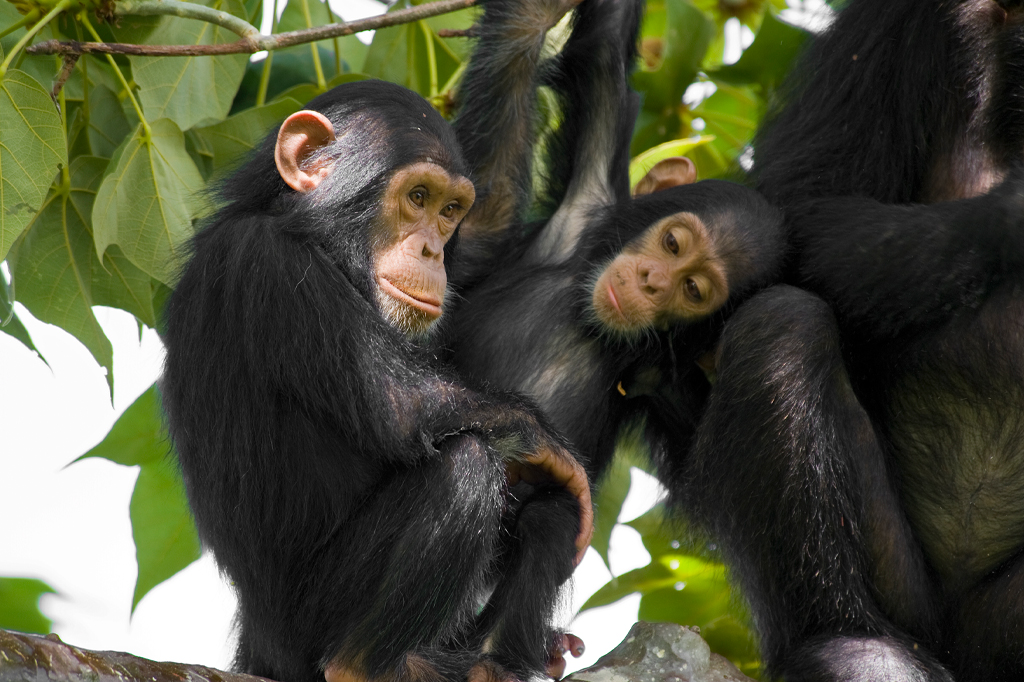 木に座っているチンパンジーの家族（タンザニア、ゴンベ）