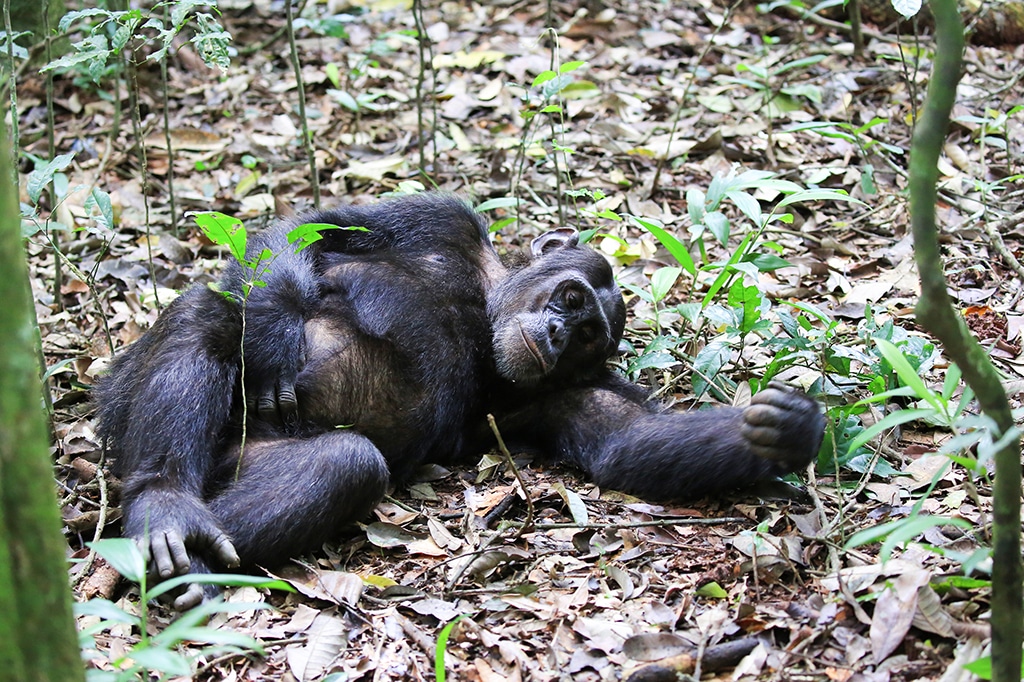 贡贝溪国家公园里睡觉的黑猩猩