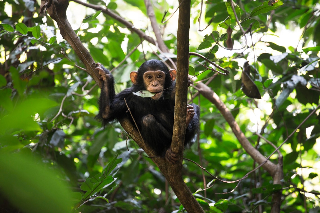 チンパンジー ツリー トップ マハレ タンザニア