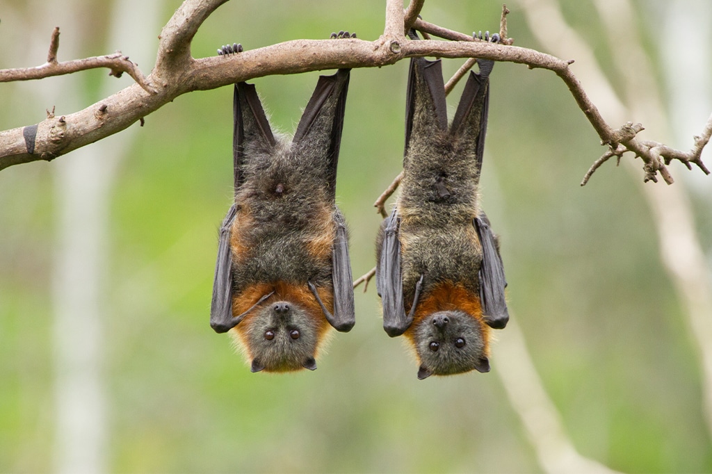 坦桑尼亚树上倒挂两只蝙蝠的特写