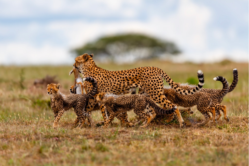 Une mère guépard, photographiée, porte une proie dans sa gueule tout en traversant la plaine herbeuse avec ses quatre petits. Le ciel est couvert, ce qui donne une teinte maussade au paysage ouvert et vaste. - Easy Travel Tanzania