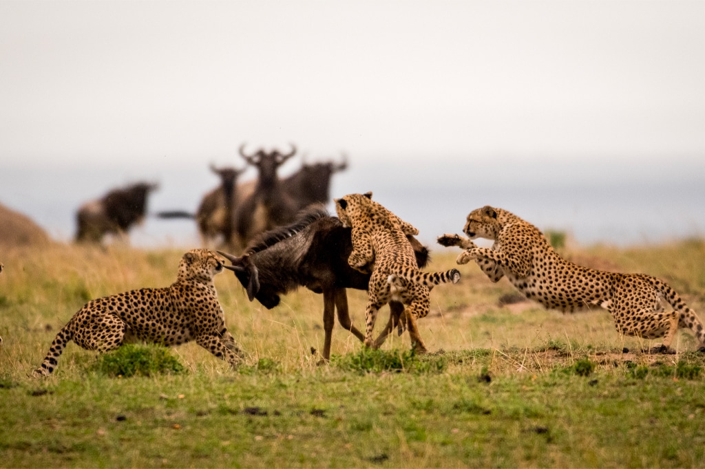 Coalition de guépards chassant un gnou dans le parc national du Serengeti