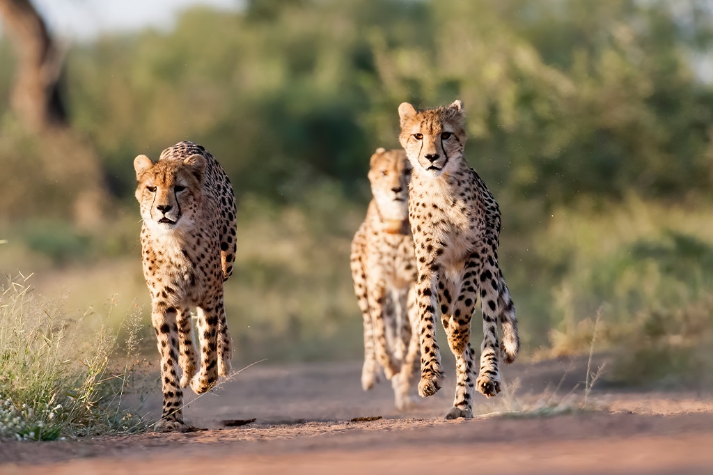 Trois guépards agiles sprintent sur un chemin de terre dans une zone herbeuse, l'un en tête, suivi de près par les autres. L'arrière-plan flou met en valeur leur vitesse incroyable et leur détermination. - Easy Travel Tanzania