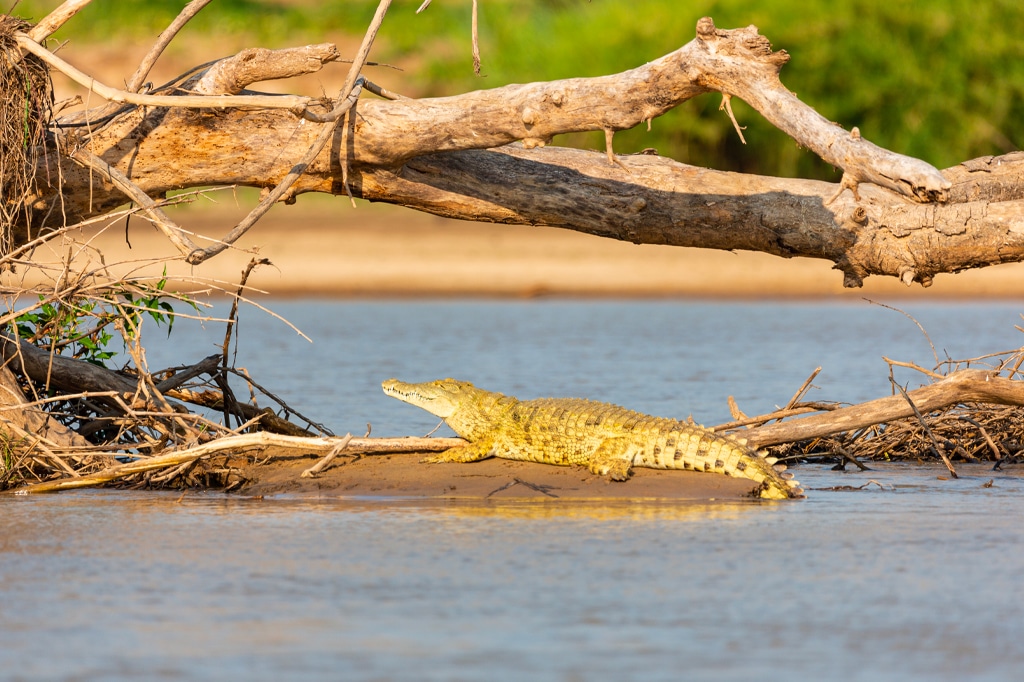 Krokodil beim Sonnenbaden am Flussufer im Serengeti-Nationalpark