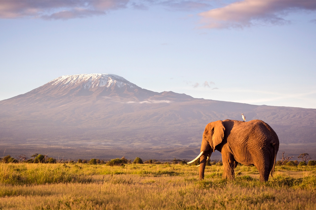 大象三分之一乞力马扎里戏剧