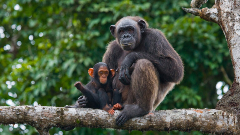 Vrouwelijke chimpansee met haar baby zittend op een mangroveboom in Congo
