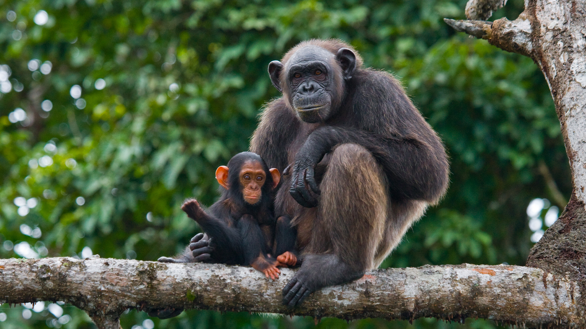 コンゴのマングローブの木に座っている赤ちゃんを連れたメスのチンパンジー