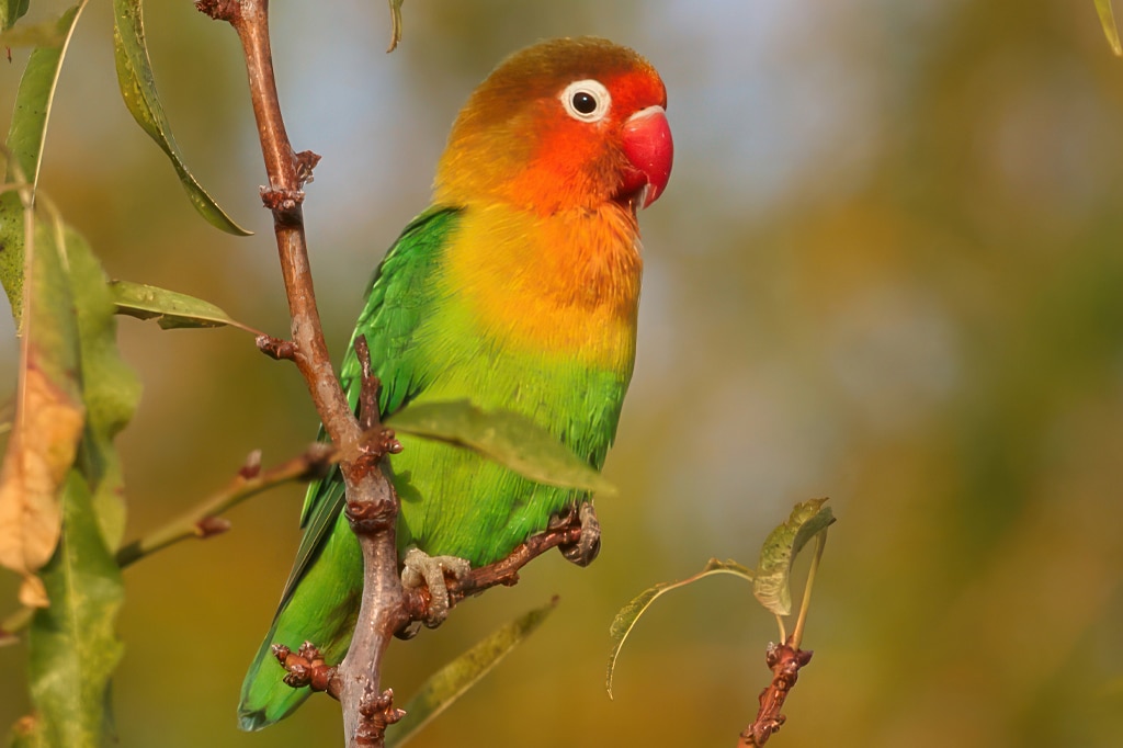 坦桑尼亚塔兰吉雷国家公园菲舍尔爱情鸟