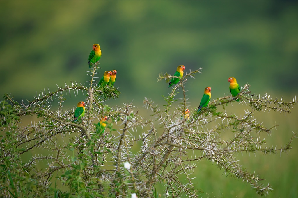 坦桑尼亚奔巴岛水疗中心