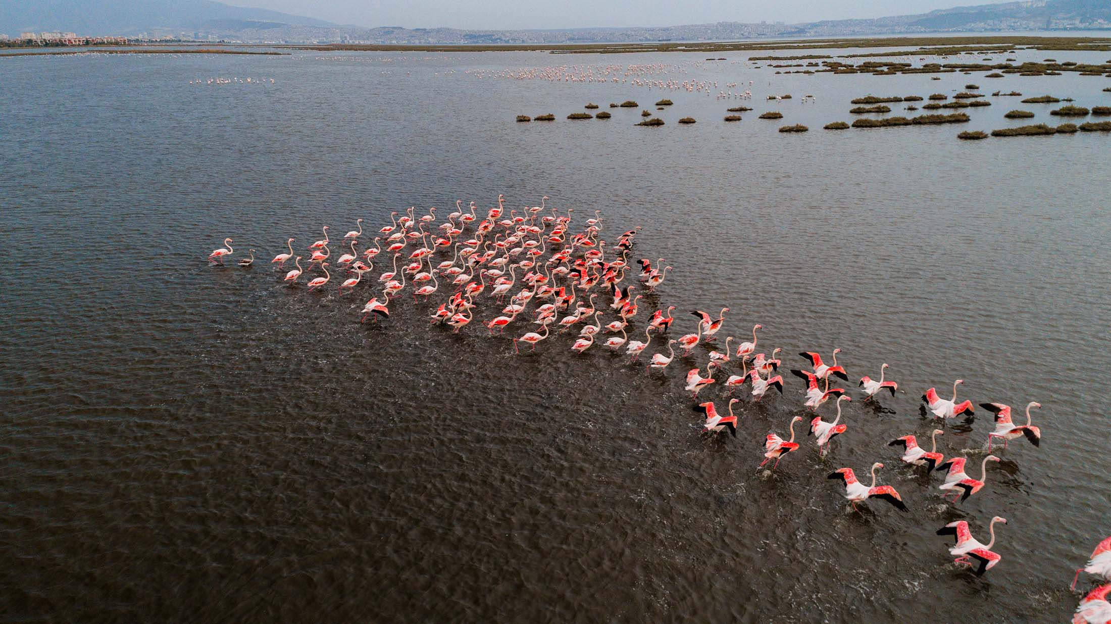 Flamingos at Lake Manyara National Park - Easy Travel Tanzania