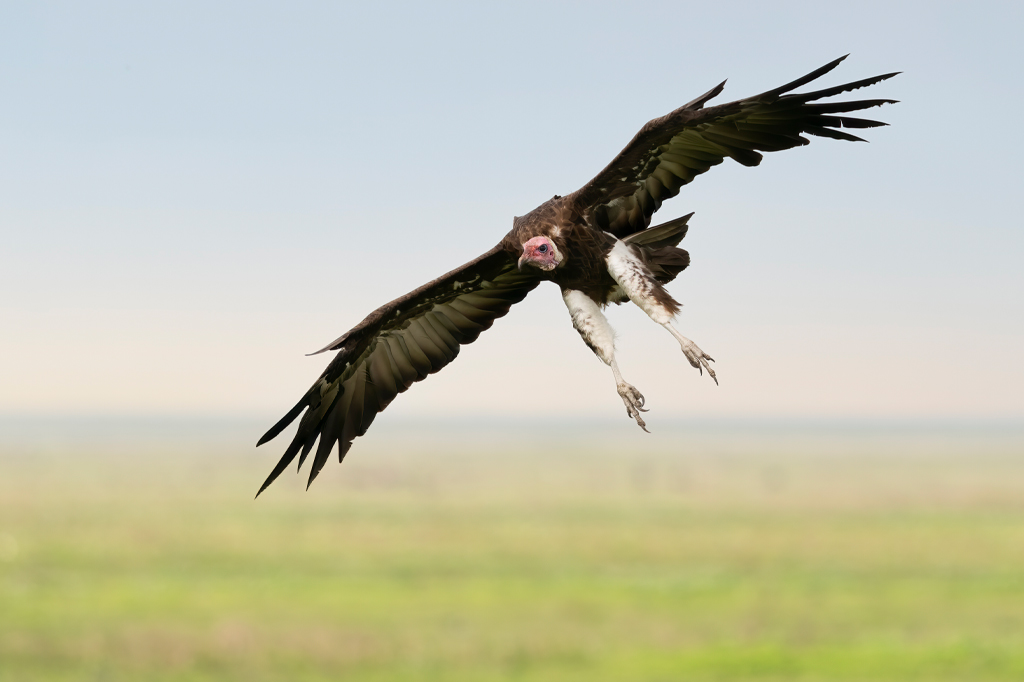 坦桑尼亚非洲秃鹫的飞行镜头