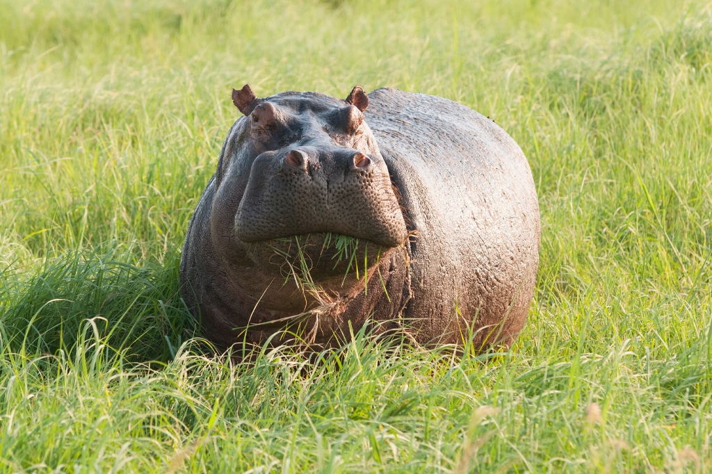 Ein Nilpferd steht auf einer üppigen, grünen Wiese und starrt nach vorn. Die Sonne wirft ein warmes Licht auf seine massige Gestalt, während es gemächlich an den grünen Halmen kaut. – Easy Travel Tanzania