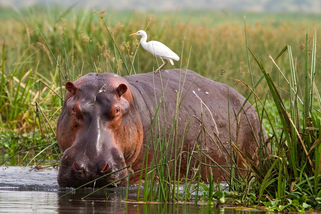 Nilpferd mit Kuhreiher auf dem Rücken am Nil in Uganda