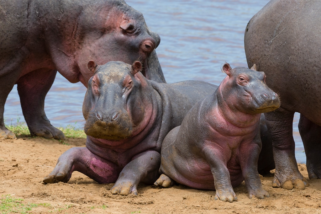 Nahaufnahme von jungen Flusspferden mit Familie in der Nähe des Flusses in der Masai Mara