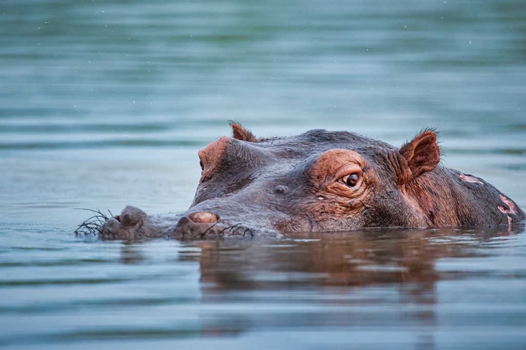 Nilpferd halb im Wasser am Lake Manze untergetaucht