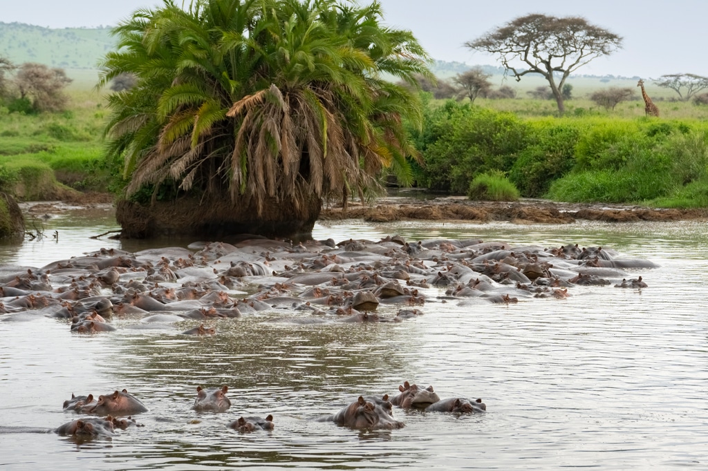 Eine große Gruppe von Flusspferden hat sich in einem flachen Fluss versammelt und ist teilweise unter Wasser. Im Hintergrund ist eine kleine Insel mit üppigen grünen Palmen und Vegetation zu sehen, eingebettet in eine Savannenlandschaft mit vereinzelten Bäumen. – Easy Travel Tanzania