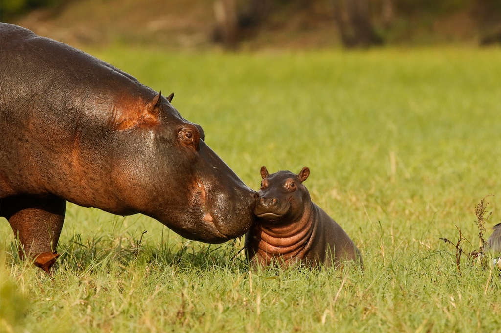 Mutter und Baby Nilpferd im Grasland