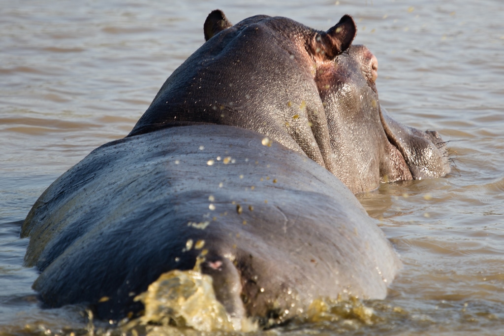Ein Nilpferd, das im Serengeti-Nationalpark in Tansania etwas Abfall freisetzt