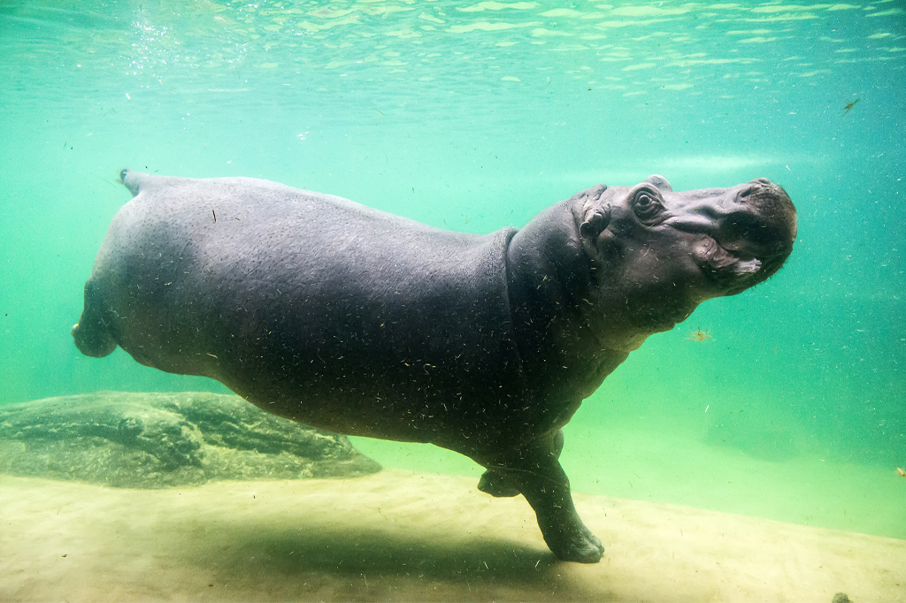 Nilpferd unter Wasser Tansania 1 Nilpferd schwimmt unter Wasser