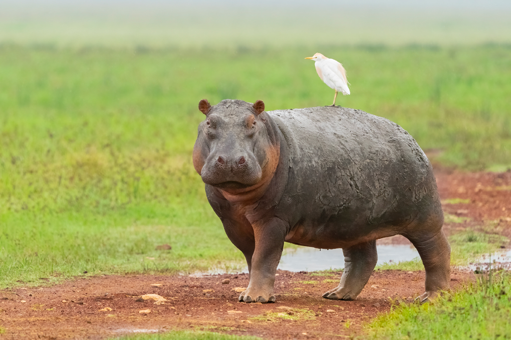 Nilpferdwanderung Savannah Ngorongoro Tansania 1 Nilpferd, das in der Regenzeit mit einem Kuhreiher auf dem Rücken durch die Savanne läuft.
