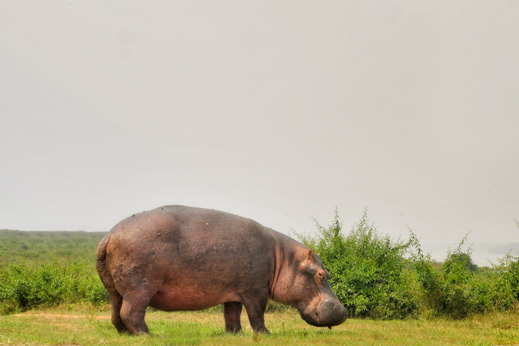 Flusspferde fressen Grasland Uganda 1 Flusspferde fressen Gras im Grasland Ugandas