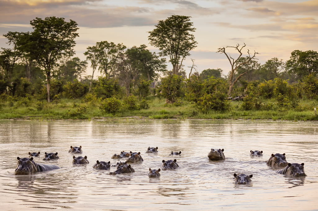 Flusspferde Familie Fluss Botswana 1 Eine Gruppe von Flusspferden liegt teilweise unter Wasser in einem ruhigen Gewässer. Ihre Köpfe und Augen ragen über die Wasseroberfläche. Im Hintergrund sind eine üppige, grüne Landschaft und einige hohe Bäume unter einem bewölkten Himmel zu sehen. – Easy Travel Tanzania