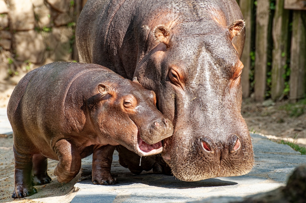 Flusspferde im Zoo der Hacienda Nápoles