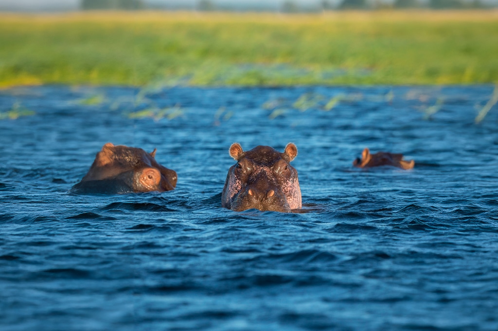 Flusspferde im Pool im Serengeti-Nationalpark