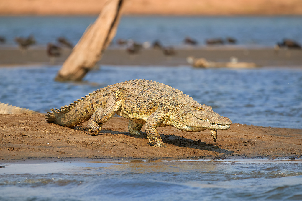 Huge Nile Crocodile running back into the water