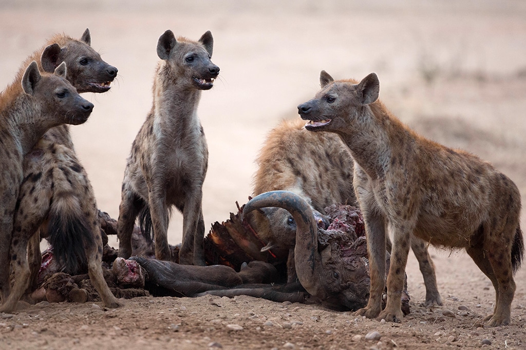 Het gekakel van hyena's bij een buffel die in het Serengeti National Park is gedood