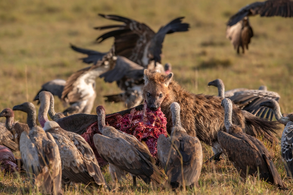 Hyena Vultures Fight Over Lleftover Meat Lion Serengeti Tanzania 1 Hyena and vultures fight over leftover meat by Lion at Serengeti, Tanzania