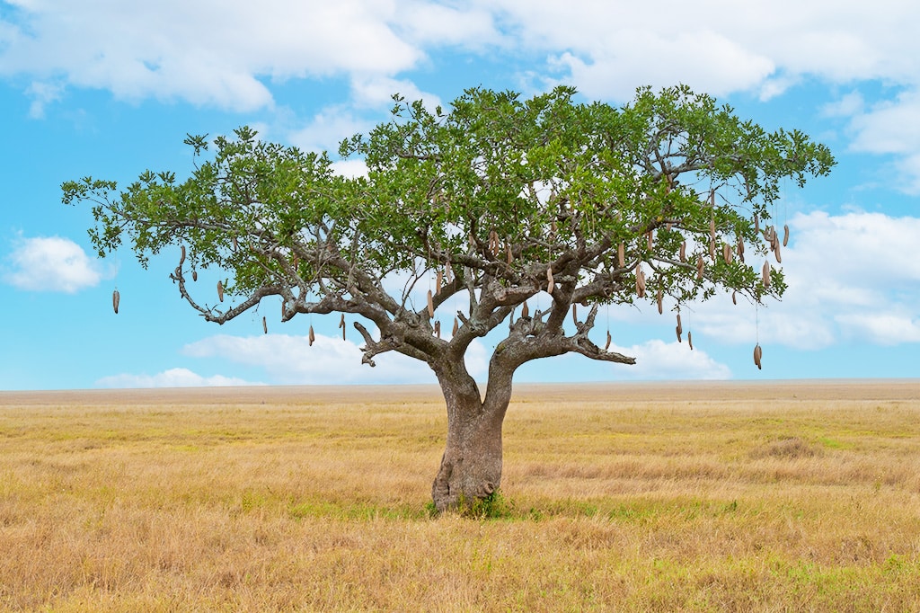 Arbre Kigelia dans la savane sèche du parc national du Serengeti, en Tanzanie