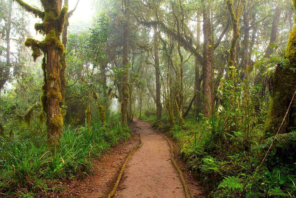 Tanzanie - forêt du Kilimandjaro 1024x683 1 - Top 10 des faits sur le mont Kilimandjaro