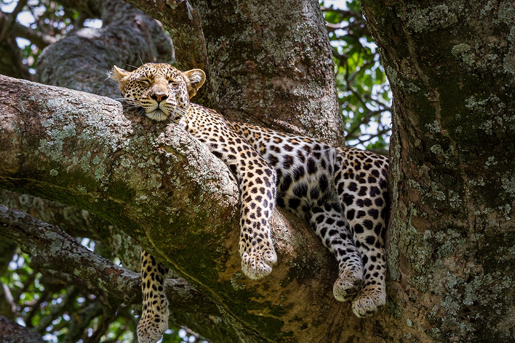 A leopard is resting on a large tree branch during a Tanzania dream tour. Its body is comfortably draped over the branch, with its legs hanging down and eyes gently closed. The trees textured bark and green leaves create a serene backdrop. - Easy Travel Tanzania